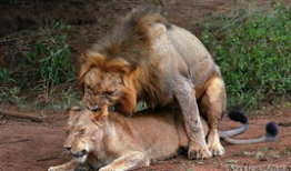 狮子交配视频,揭秘交配过程